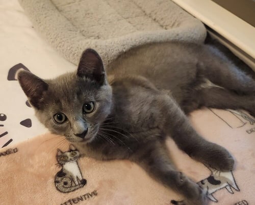 JOEY - Domestic Short Hair for adoption in Asheville