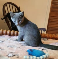 Joey - Photo 4