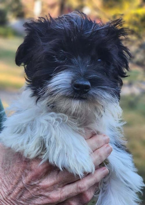 FEZZIK - Terrier available for adoption