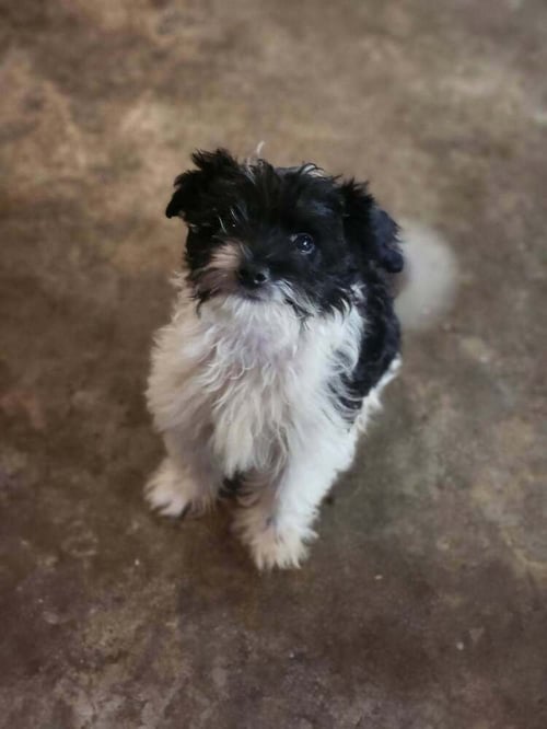 FEZZIK - Terrier available for adoption