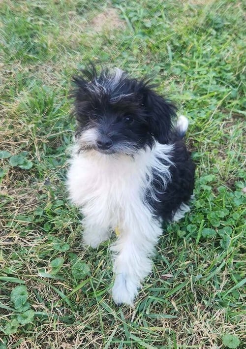 FEZZIK - Terrier available for adoption