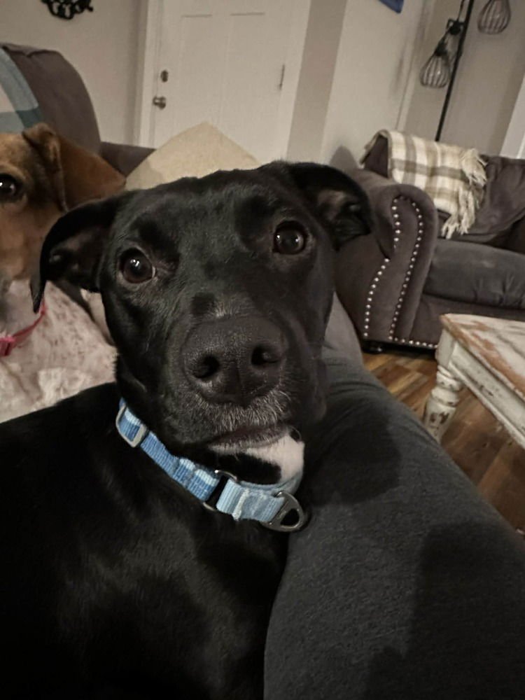 CELESTE - Terrier available for adoption