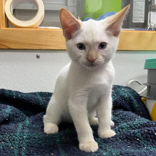 CARL - Siamese / Domestic Short Hair available for adoption