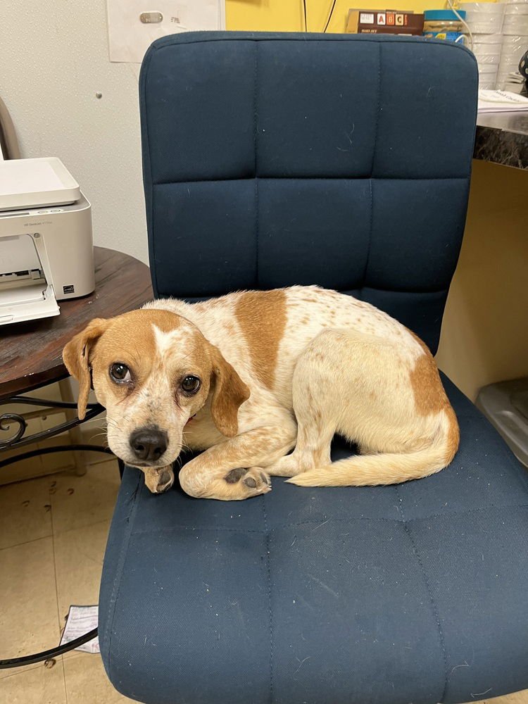 MEREDITH GRAY - Beagle available for adoption