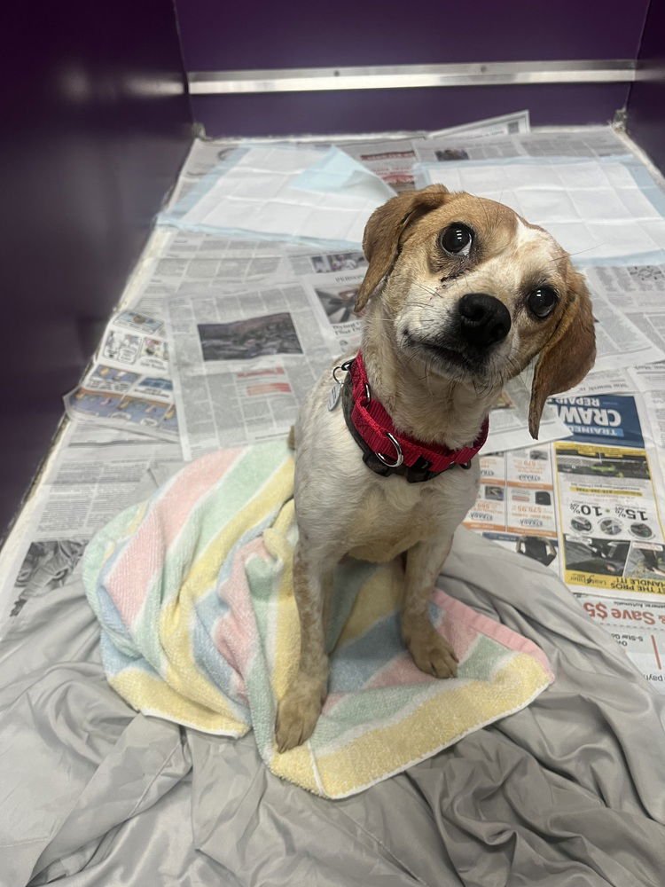 MEREDITH GRAY - Beagle available for adoption