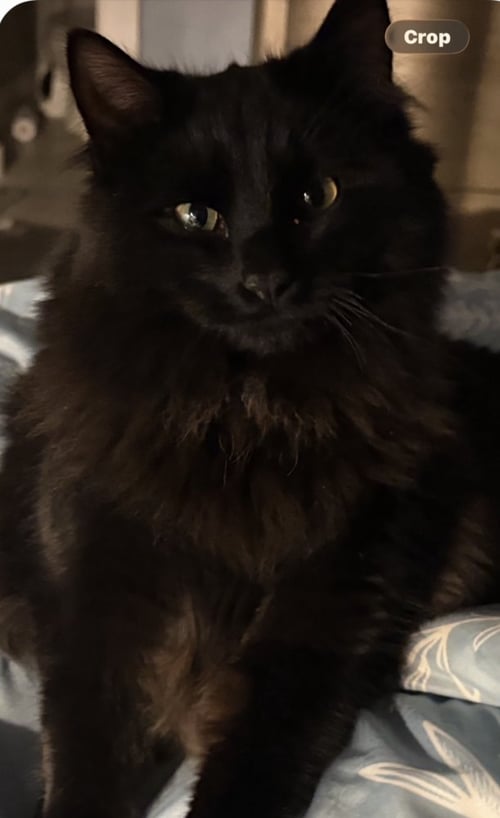 ZZ-MIDNIGHT - Domestic Medium Hair available for adoption