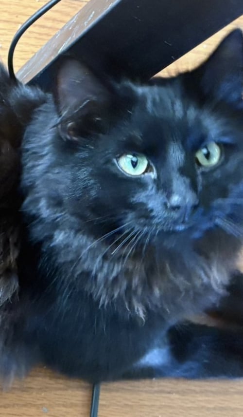 ZZ-MIDNIGHT - Domestic Medium Hair available for adoption