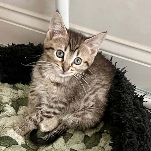 FAJITA - Domestic Short Hair for adoption in Asheville