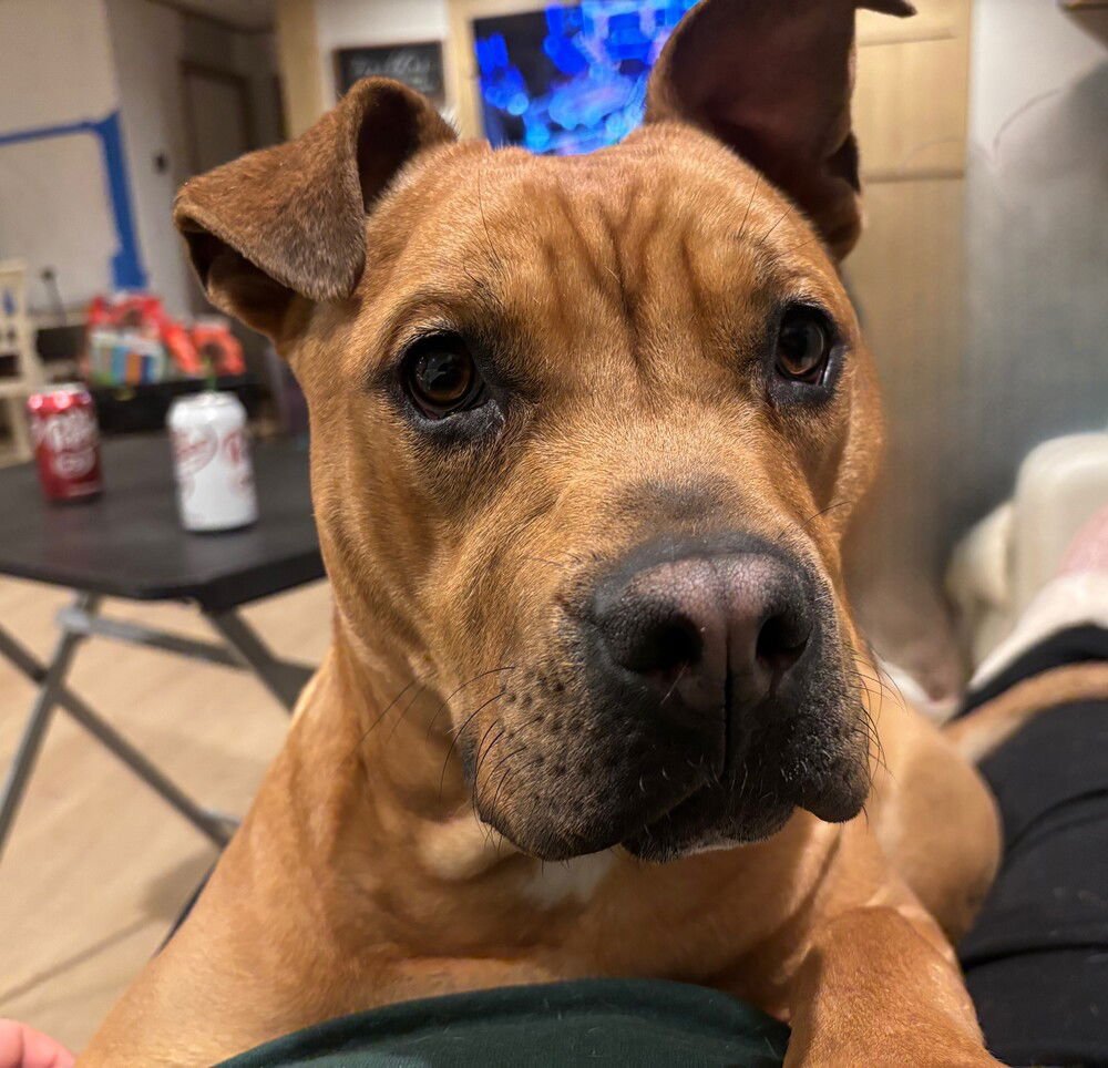 COPPER (AKA COP) - American Pit Bull Terrier available for adoption