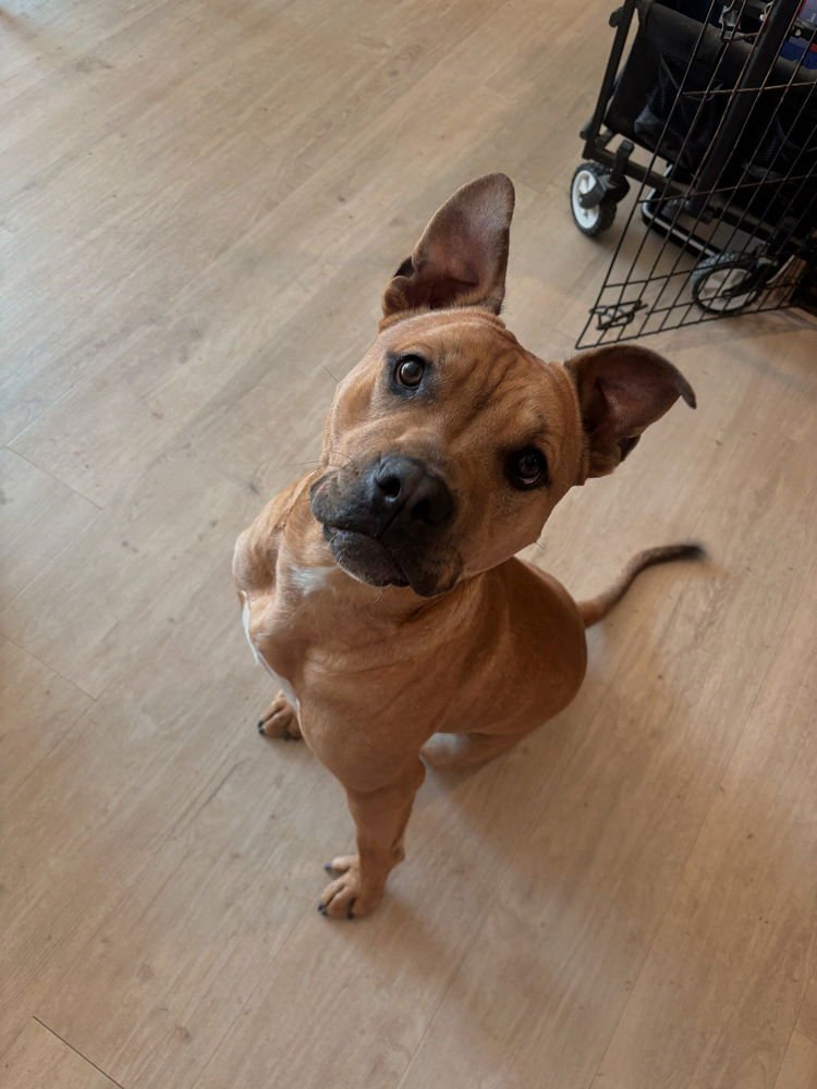 Copper (aka Cop) - Photo 3