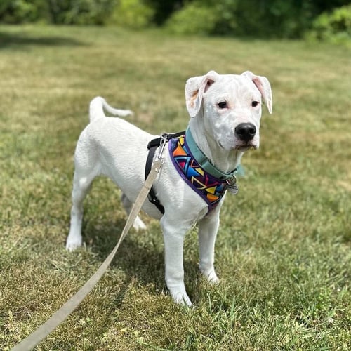 KOMET - Terrier available for adoption