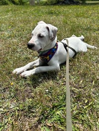 Komet - Photo 2