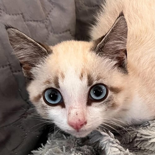 SEVEN - Siamese / Domestic Short Hair available for adoption