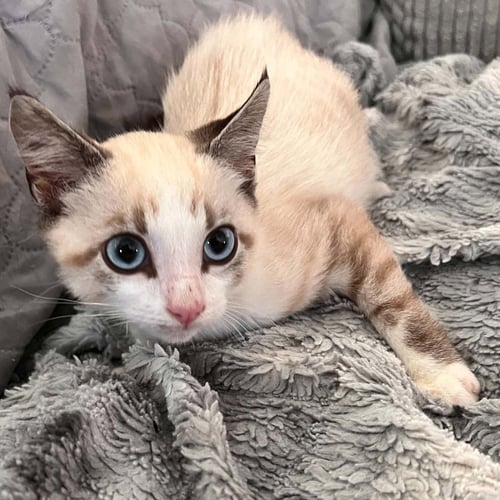 SEVEN - Siamese / Domestic Short Hair available for adoption