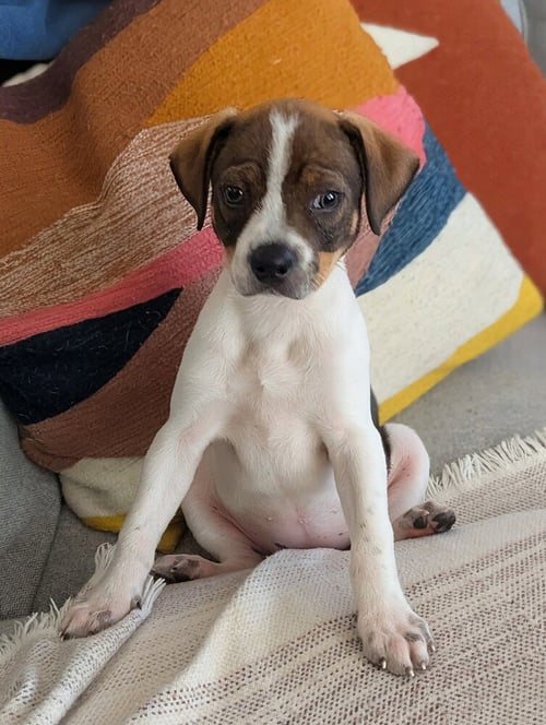 MINESTRONE - Terrier available for adoption