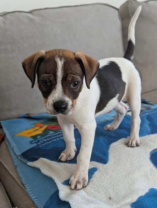 MINESTRONE - Terrier available for adoption