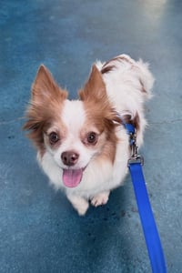 Sammie - Photo 1