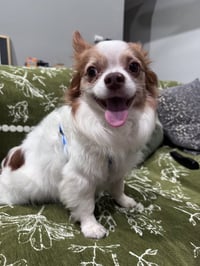 Sammie - Photo 3