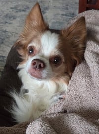 Sammie - Photo 4