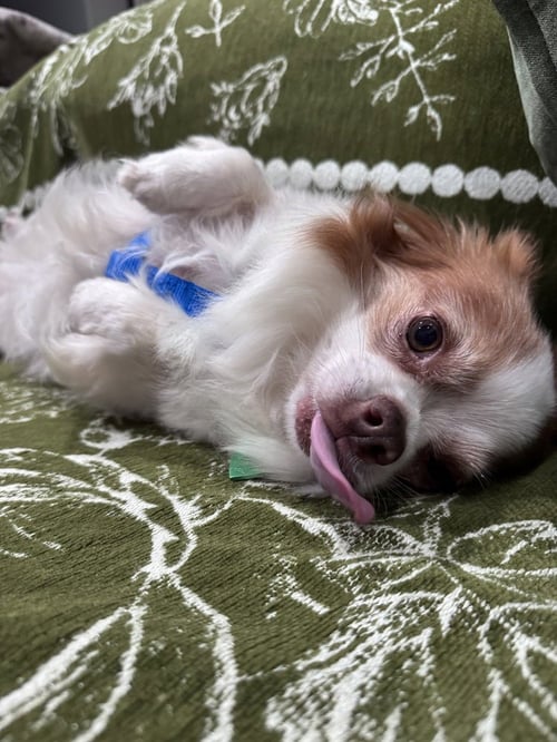 SAMMIE - Chihuahua available for adoption