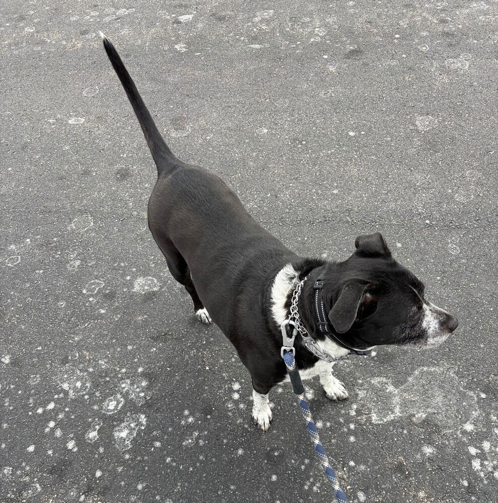 ZZ CORA - Pit Bull Terrier available for adoption