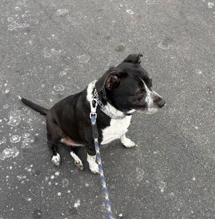 zz Cora - Photo 3