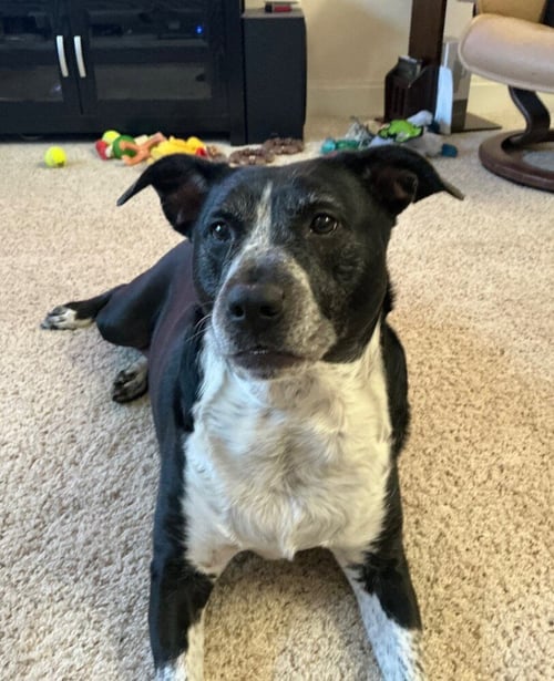 CORA - Pit Bull Terrier available for adoption