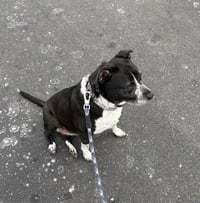 Cora - Photo 3