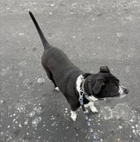 Cora - Photo 2