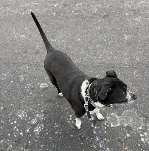 CORA - Pit Bull Terrier available for adoption