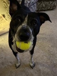 Cora - Photo 4