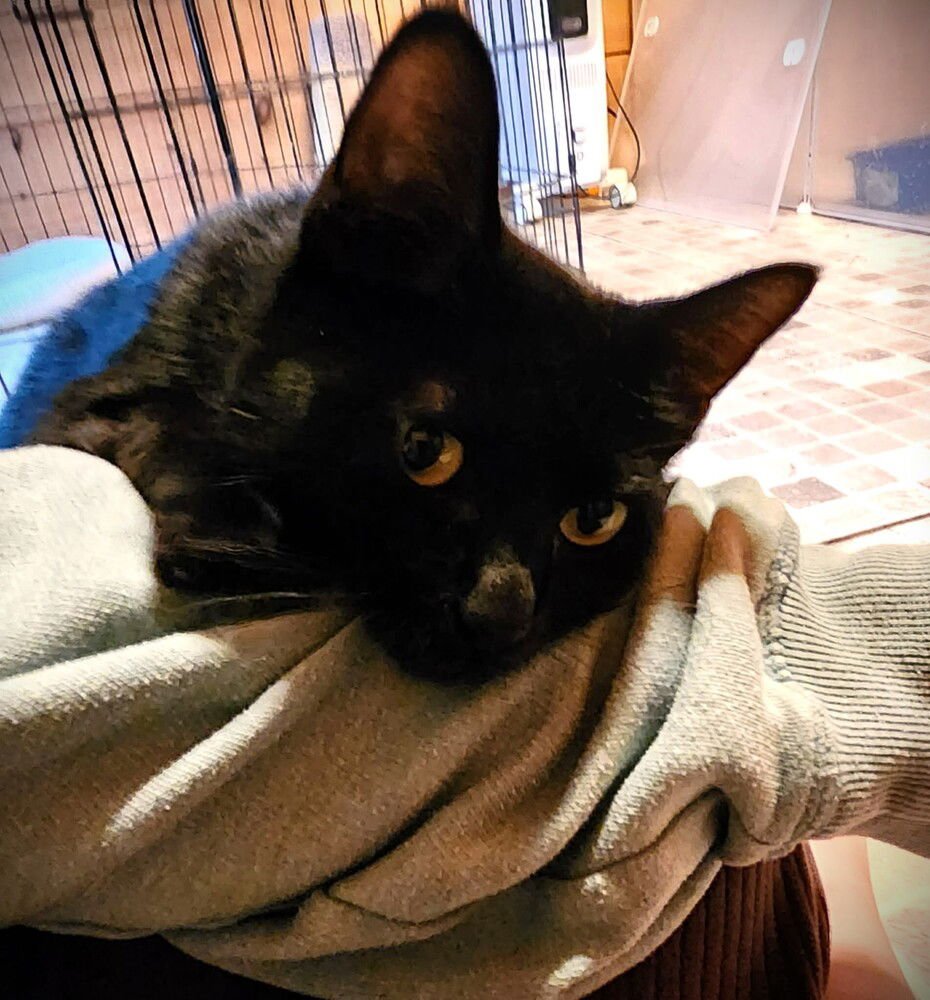 IRIS - Domestic Short Hair available for adoption