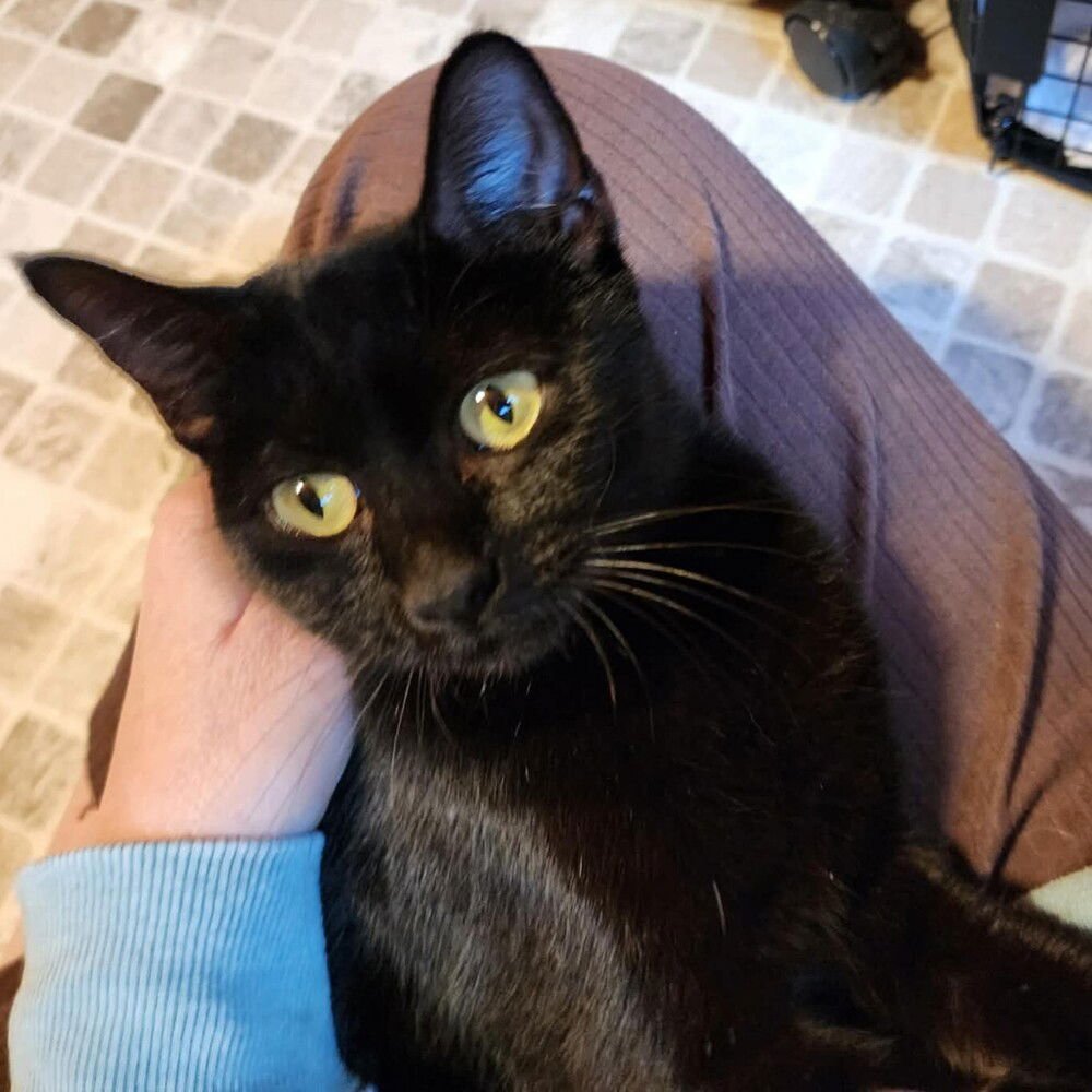 IRIS - Domestic Short Hair available for adoption