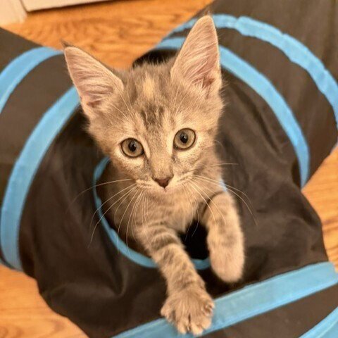 BEGONIA - Domestic Short Hair available for adoption