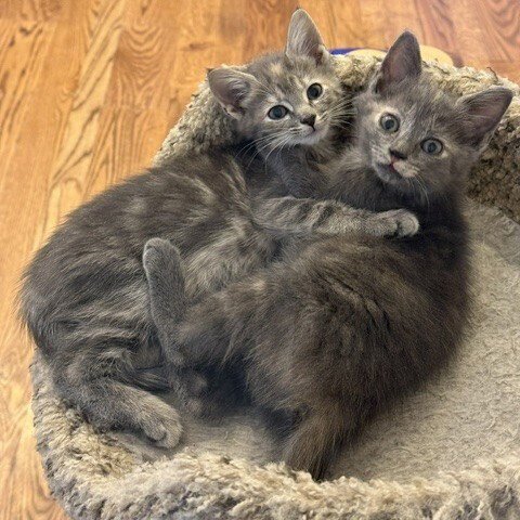 BEGONIA - Domestic Short Hair available for adoption