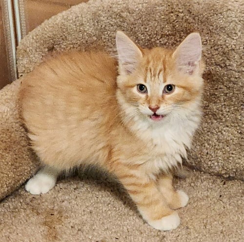 TETHERBALL - Domestic Medium Hair available for adoption