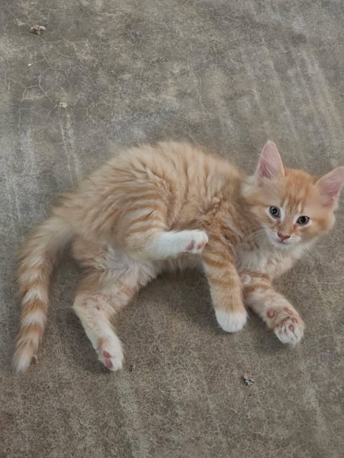 TETHERBALL - Domestic Medium Hair available for adoption