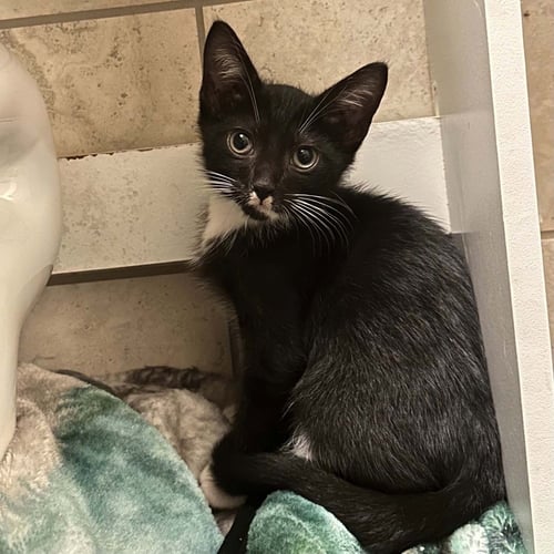 MURASAKI - Domestic Short Hair available for adoption