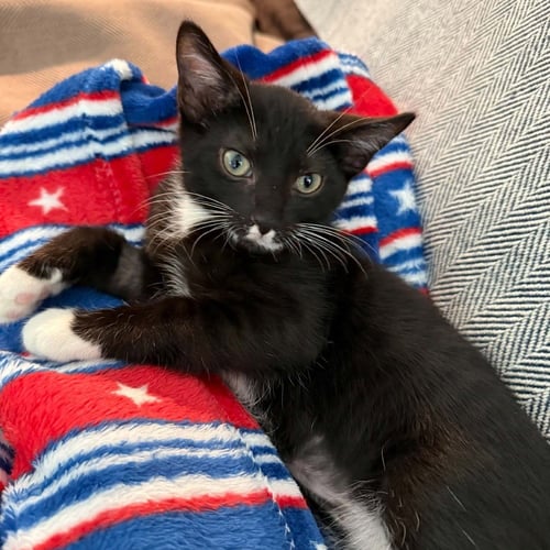 MURASAKI - Domestic Short Hair for adoption in Asheville