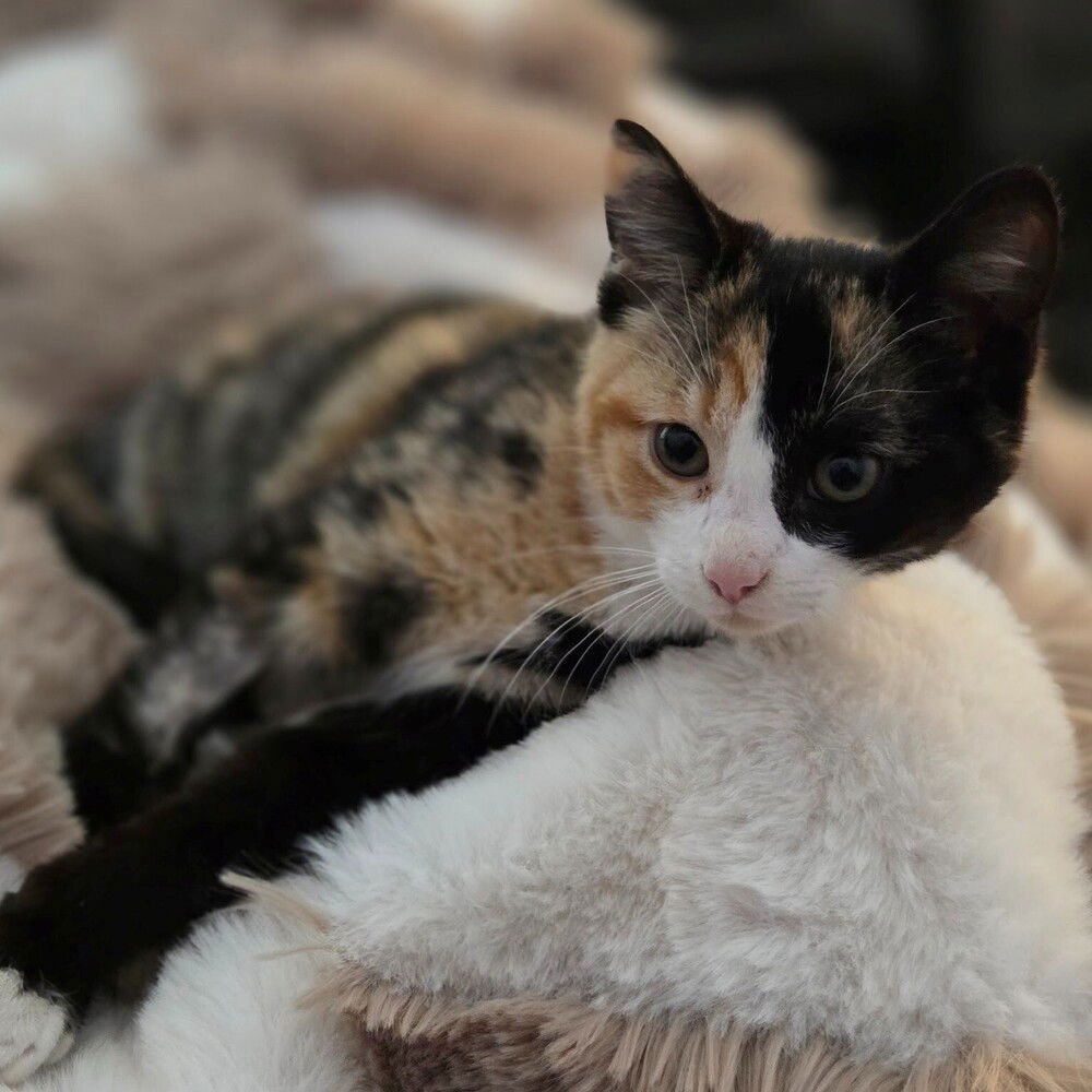 HARLOW - Domestic Short Hair available for adoption