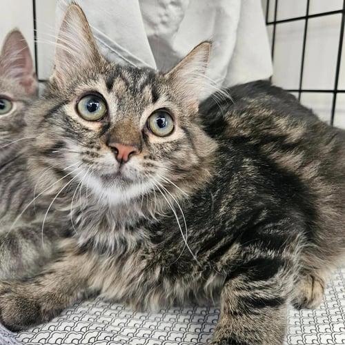 VERDI - Domestic Medium Hair available for adoption