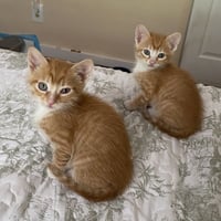 Copper - Photo 4