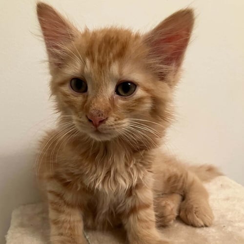 SAFFRON - Domestic Medium Hair available for adoption