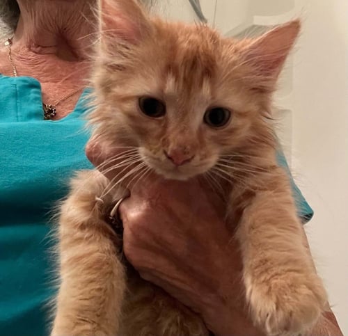 SAFFRON - Domestic Medium Hair available for adoption