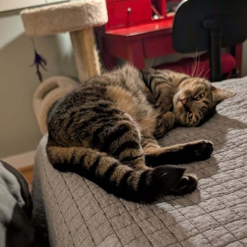 ARMY RANGER - Domestic Short Hair available for adoption