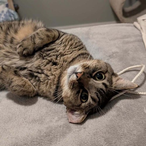 ARMY RANGER - Domestic Short Hair available for adoption