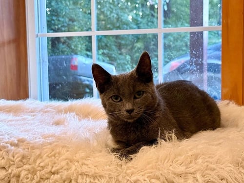 BUMBLE BEE - Domestic Short Hair available for adoption
