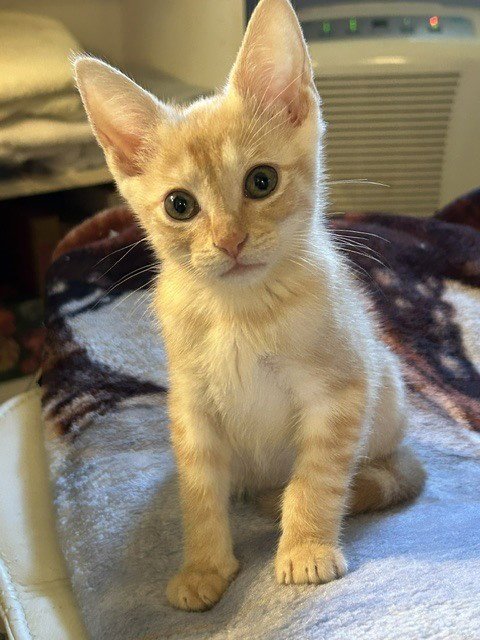 ANIMAL - Domestic Short Hair available for adoption