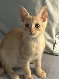 Animal - Photo 3
