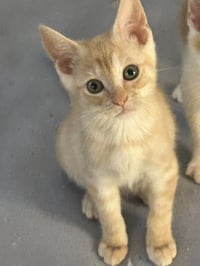 Animal - Photo 1